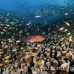 anthias_lr_mb_h_0559_png3106.jpg